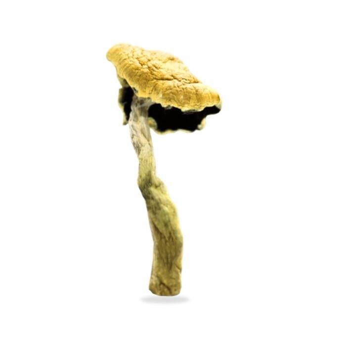 Buy Blue Pulaski Magic Mushrooms