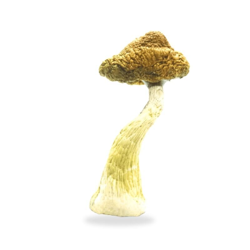 Buy Golden Teachers Magic Mushrooms